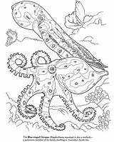 Coloring Pages Octopus Sea Animal Squid Ocean Life Realistic Color Giant Kids Blue Printable Ringed Colouring Adults Dover Coral Print sketch template