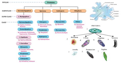 Protozoa Definition Characteristics Classification Examples