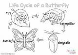 Butterfly Colouring Cycle Life Pages sketch template
