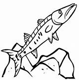 Coloring Pages Barracuda Fish Hungry Color sketch template