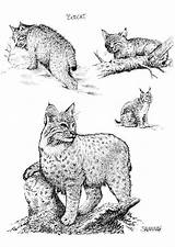 Bobcat Coloring Pages Wildlife Drawings Printable Large Edupics sketch template