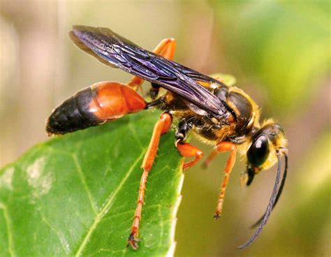 great golden digger wasps scary good missouri department of conservation