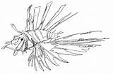 Lionfish Coloring Pages Getcolorings Getdrawings sketch template