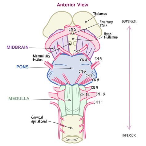 neuroanatomy glossary cranial nerves draw