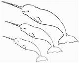 Coloring Narwhal Pages Printable Three Narwhals Kids Print Xcolorings Template sketch template