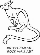 Wallaby Coloring Pages Color Animals Animal Designlooter Printable 59kb 680px Rock sketch template
