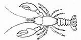 Lobster Coloriage Langosta Homard Ecrevisse Nounouduveron sketch template