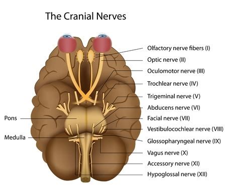 oculomotor nerve cranial nerve  function origin  anatomy