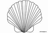 Shell Coloring Seashell Clam Pages Drawing Scallop Printable Oyster Color Getdrawings Getcolorings Pa sketch template