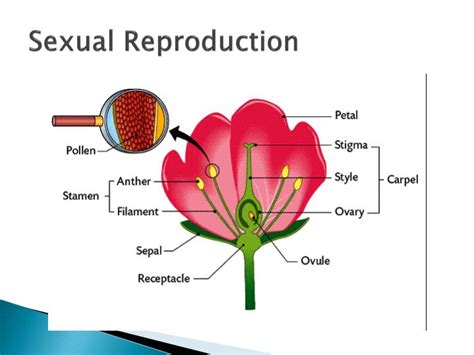 Ppt Plant Reproduction Powerpoint Presentation Id 2011245