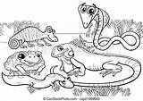 Coloring Reptiles Amphibians Animals Cartoon Illustrations Clipart Vector Drawings Group Funny Eps Characters Book sketch template