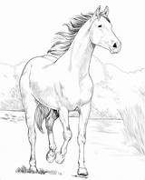 Arabian Shagya Ausmalbilder Araber Kolorowanki Ausmalbild Kolorowanka Pferde раскраска Kleurplaat лошадь Målarbok Kategorien sketch template