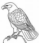 Colorat Dibujos Planse Vulturi Aguilas Publicat Aguila sketch template