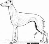 Greyhound Galgos Doberman Whippet Hound Designlooter Getdrawings Getcolorings sketch template