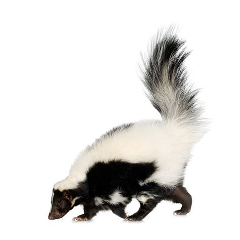 skunk pictures images  stock  istock