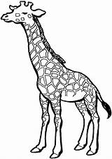 Girafe Animaux Coloriages sketch template