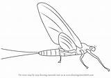 Drawing Mayflies Draw Mayfly Insects Step Drawings Tutorials Drawingtutorials101 Dragon Butterfly sketch template