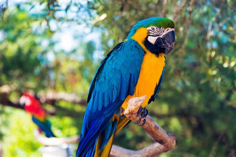 top blue parrot species    pets