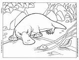 Platypus Pages Coloring Colouring Printable Drawing Outline Mammals Template Sheets Animal Popular Kids Painting Picolour Aboriginal Templates Super Google Au sketch template