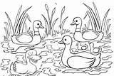 Coloring Duck Ducklings Pages Swimming Children Kids Fun Drawing Coloringpagesfortoddlers Duckling Colouring Drawings Ages Easy Choose Printable Board sketch template