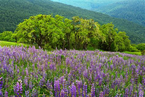 purple lupines  bald hills california fine art photo print   joseph  filer