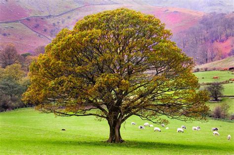 liverpools allerton oak named englands tree   year countryfilecom
