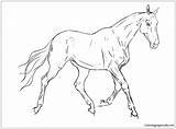 Pages Horse Akhal Teke Coloring sketch template