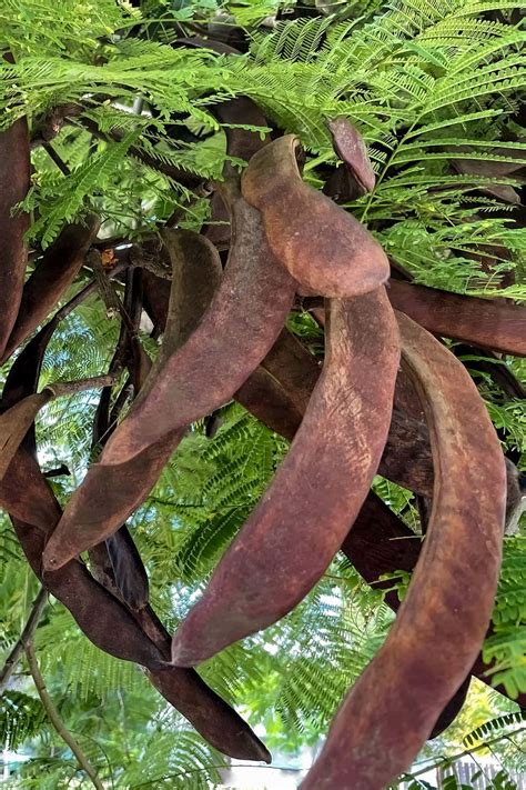 seed pods   flame tree marlin ouverson understory tales