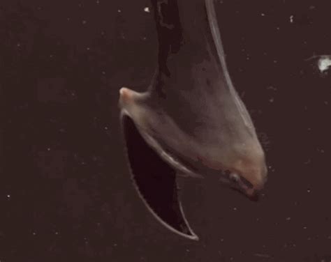 pelican eel gifs find share  giphy