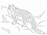 Leopard Snow Coloring Pages Drawing Clouded Leopards Printable Baby Colouring Color Animal Simple Adult Kids Getdrawings Getcolorings Print Cat Paper sketch template