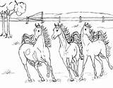Horse Coloring Pages Horses Kids Print Printable Online Pferde Malvorlagen Three sketch template