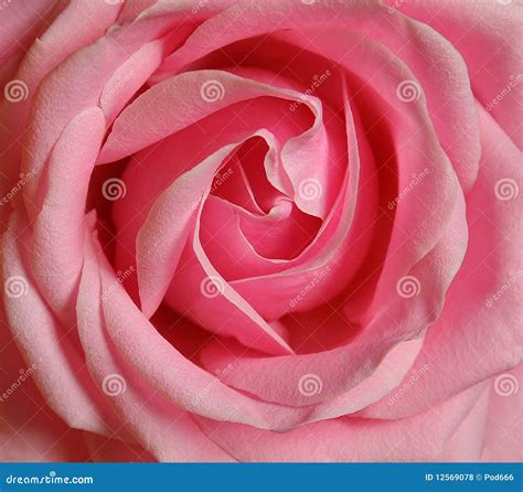 rose single pink bloom stock photo image  bloom gift