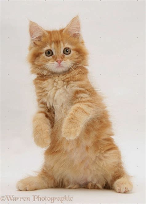 gambar kucing lucu  imut anggora persia maine