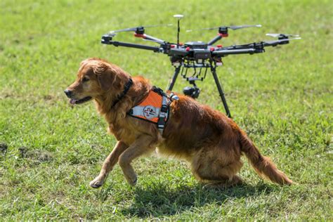 dogs  drones  slashing rescue times  thewake  natural disaster dogs dog crying