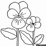 Flower Coloring Viola Pansy Flowers Pages Color Online Printable Thecolor Colouring Kids Colorings Letter Embroidery Patterns Getcolorings sketch template