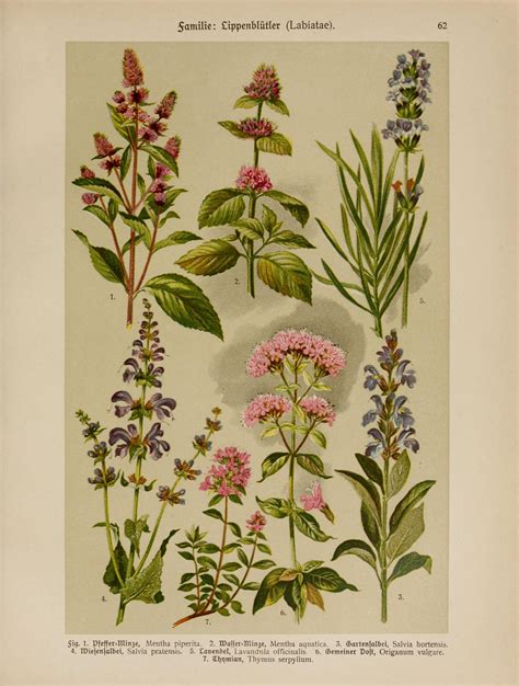 herbs assorted circa  botanical illustration vintage herbs