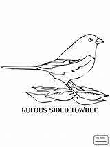 Towhee Coloring Sided Rufous Goldfinch Pages Eastern Drawing American Bird Getdrawings sketch template