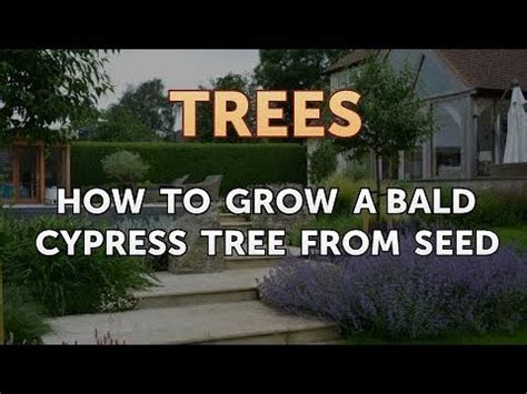 grow  bald cypress tree  seed youtube