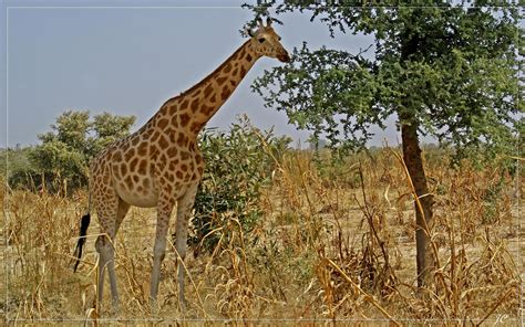 mise  jour de la liste rouge des especes menacees la girafe au bord de lextinction afrique