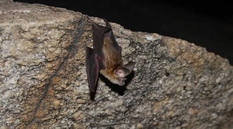 conservation plan  table  save bat species  kolar caves india