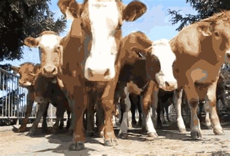 cow dancing find and share on giphy