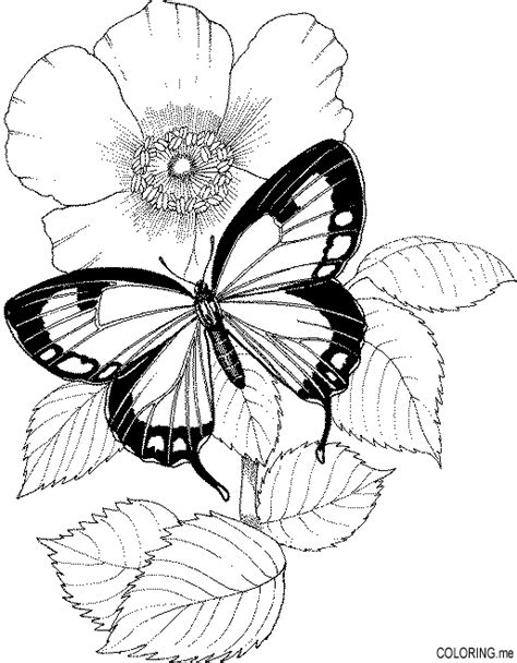butterfly  flower coloring pages flower coloring page