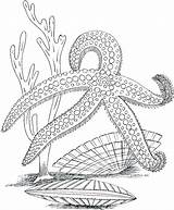 Coloring Ocean Pages Printable Sea Plants Life Adults Marine Kids Underwater Adult Color Desert Starfish Drawing Colouring Sheets Bestcoloringpagesforkids Getcolorings sketch template