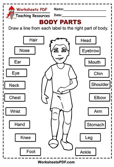 body parts  printables worksheets