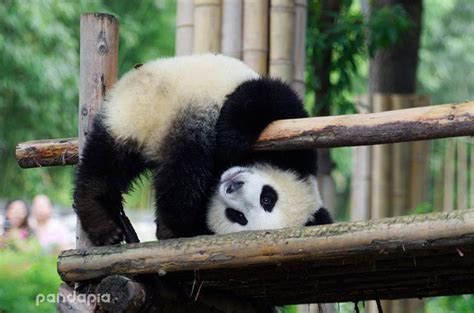 1000 Images About I M In Love With Pandas On Pinterest