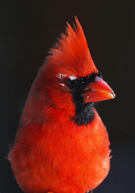nature cardinals  blue jays  frosty eyes   degrees