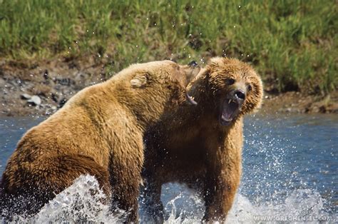 bears fighting  salmon greg hensel photography