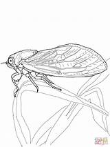 Cicala Cigarras Cicada Cigarra Formica Incantevole Categorie sketch template