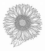Mandala Sunflower Sunflowers Indigoblu Cling sketch template