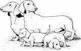 Coloring Dog Pages Dachshund Dogs Puppies Realistic Printable Weiner Sheets Print Puppy Color Supercoloring Book Colouring Drawing Kids Breed Colour sketch template